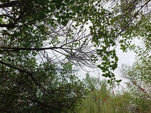 林间绿荫自然清新景致