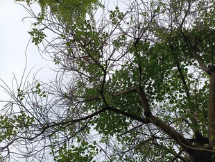 仰视茂密枝叶的树木