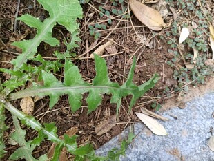 地面生长的嫩绿植物