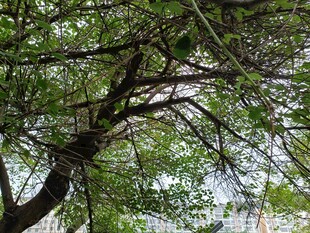 繁茂树枝间的自然景致