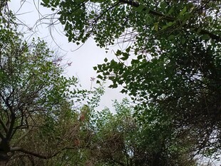 仰视繁茂绿树树冠