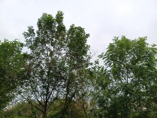 绿树成荫的自然景致