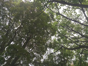 仰视茂密树林树冠