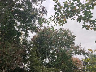 茂密树林中的繁茂枝叶