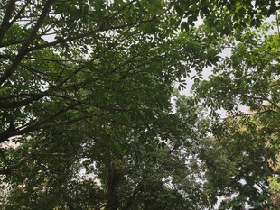 茂密树林绿意盎然