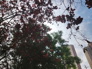 仰视繁花与高楼