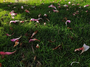 草地上散落的多彩花瓣