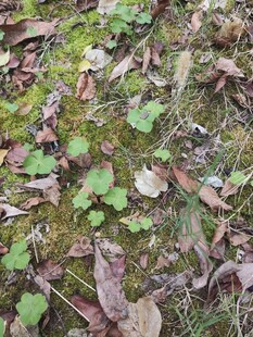 地面上的绿叶与枯叶