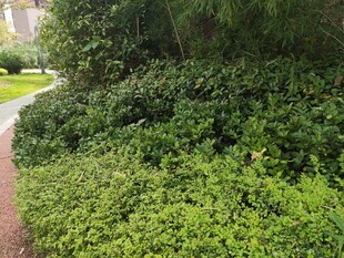 路边繁茂绿植景观