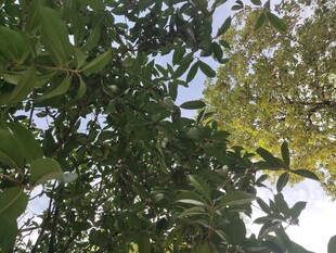 繁茂绿树展现自然生机