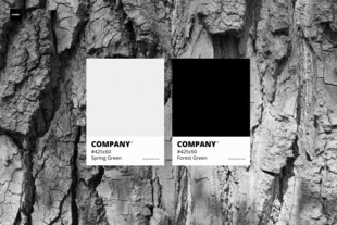 树皮上的黑白对比色卡