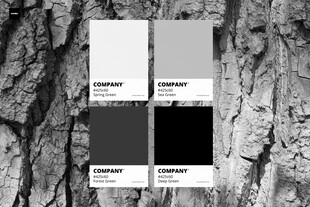 树皮纹理旁的色彩样本