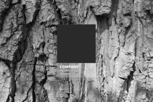 树皮上的黑色方形物体