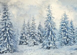 冬日雪景中的挺拔雪松林