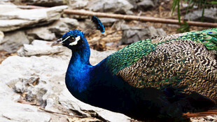 美丽孔雀展示绚丽羽毛