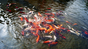 池塘中游动的多彩锦鲤