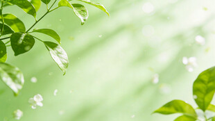 清新绿叶 洒落晶莹水珠