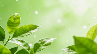 清新绿叶 水珠点缀生机