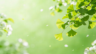 清新银杏叶 绿意盎然