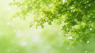 嫩绿树叶 清自然景象