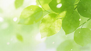 清新绿叶 自然生机景象