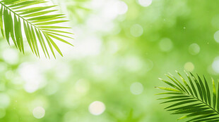 清新绿色棕榈叶背景图