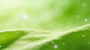 嫩绿叶片上的晶莹水珠