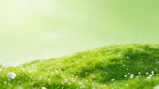 春日嫩绿草地 清新自然