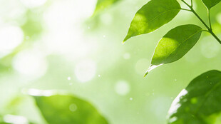 清新绿叶 晨光中的自然美