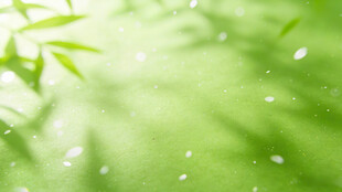 清新绿意竹叶光影画面