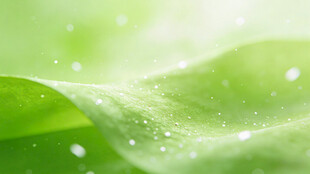 嫩绿叶片上的晶莹水珠