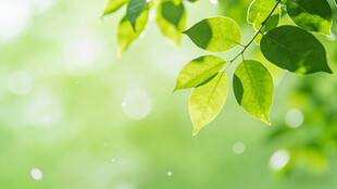 嫩绿叶片 清新自然之景