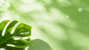 清新绿叶 阳光洒落瞬间