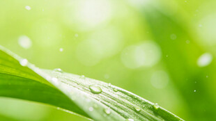 绿叶上的晶莹水珠