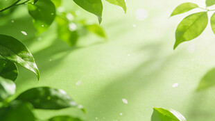 阳光下的嫩绿叶片