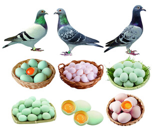 鸽子与鸽蛋的多样展示