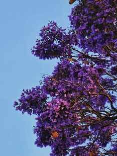 蓝天下的绚烂紫花树