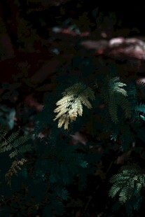 幽暗处的翠绿叶片