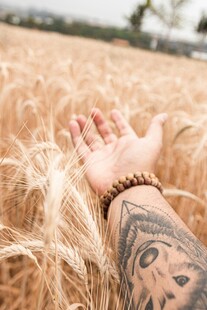 纹身手轻抚金黄麦穗