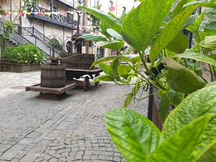 庭院中的绿植与复古物件