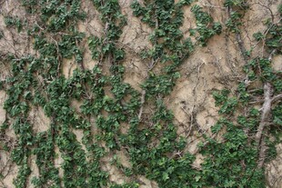 爬满墙面的翠绿藤蔓植物