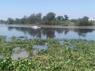 宁静水域中的水生植物景观