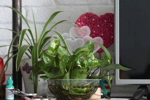 玻璃容器中的清新绿植