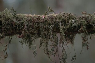 长满苔藓的树枝特写