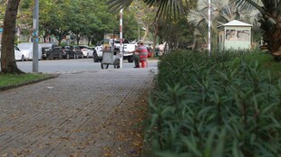 城市中的林荫小道