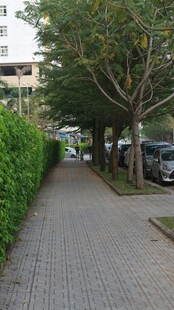 宁静的林荫铺砖小路