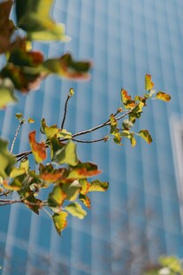 窗边枝头的多彩叶片