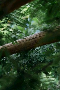 森林中横卧的粗壮树干