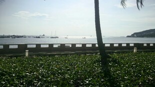 海边绿植与远处海景