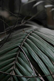 深绿棕榈叶的自然纹理
